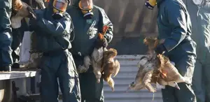 ’’H5N5’’ kuş gribinin bulaştığı ilk insan öldü