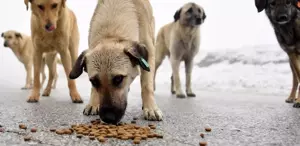 İstanbul Valiliği duyurdu: Sokak köpeklerini kontrolsüz beslemek yasaklandı