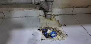 Tatlı imalathanesinde mide bulandıran görüntüler: Burası pislik içinde