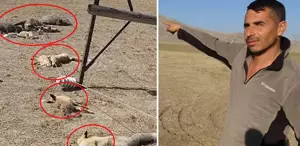 Hayvan otlatırken gördüğü manzara karşısında dehşete düştü