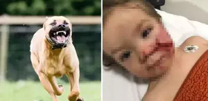 İki küçük çocuğa dehşeti yaşatan pitbull cinsi köpeğin sahibi tutuklandı