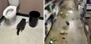 Tavandan indi, marketi talan etti Sarhoş rakun ne kadar içki varsa içip sızdı