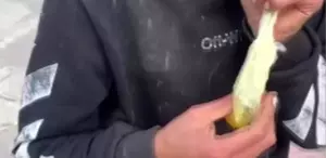 Caddede güpegündüz bali çekip kendinden geçti