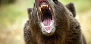 Japonya’da ayı saldırılarının sayısı 230’a ulaşarak rekor kırdı