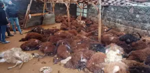 Sabah ahırına giden vatandaş, gördüğü manzara karşısında yıkılıp kaldı