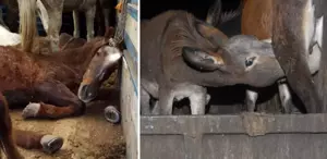 Vatandaşa et ve eşek eti yedirilen ilde ekipler teyakkuza geçti