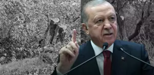 Cumhurbaşkanı Erdoğan’dan Milas’taki zeytin ağacı katliamına sert tepki: İzin vermeyeceğiz
