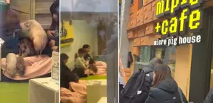 Japonya’da bir Türk’ün şaşkınlığı: Domuzlarla kahve keyfi