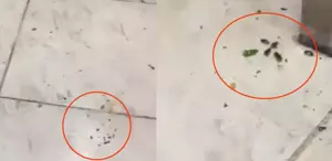 Her gün yüzlerce kişinin gittiği restoranda mide bulandıran görüntüler