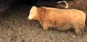 3 kuruş için hayvanlara bunu yaptılar Bakanlık affetmedi