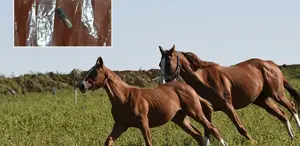 Belediye aşevinde skandal Kavurmanın içinden yarış atı çipi çıktı
