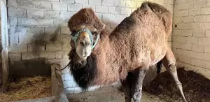 Şap hastalığı onları da etkiledi Erkenden inzivaya çekildiler