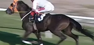 Kavurma yapılan yarış atının görüntüleri ortaya çıktı