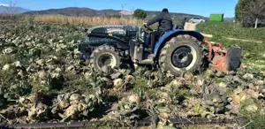 Pazarda 70 lira ama yüz binlercesi tarlada çürüdü Üreticilerden çağrı var