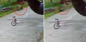 Saldırgan eşek, 5 yaşındaki çocuğa kabusu yaşattı