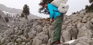 Kilosu 300 liradan satılıyor Günde 21 bin lira kazanan var