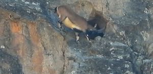 Dev boynuzları engel olmadı: Dağ keçisi dar mağaraya böyle girdi