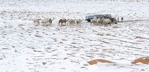 Suudi Arabistan’da çöller dolu yağışıyla beyaza büründü