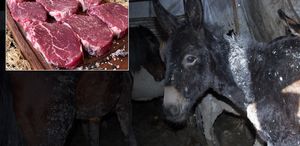 Bakanlık markayı açıkça ifşa etti: Vatandaşa at ve eşek eti yedirmişler