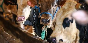 Vekaletle kurban kesim bedelleri belirlendi