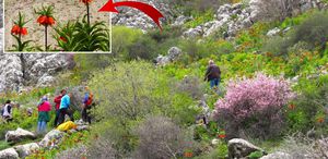 Afşin’de ters laleler açtı Koparana 700 bin TL ceza