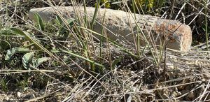 Mantar ararken top mermisi buldu, 20 metre taşıdı