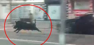 Batman’da kent merkezine inen yaban domuzu 3 kişiyi yaraladı