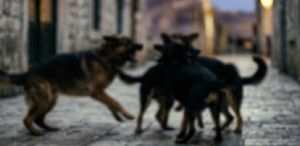 Van’da sahipsiz köpeklerin saldırısı sonucu bir çocuk hayatını kaybetti, bir çocuk yaralandı