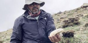 2 bin rakımda yetişen çaşır mantarı altınla yarışıyor