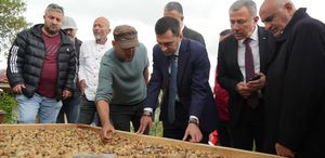 Kilosu 12 bin TL’den satılıyor ’Topraktaki altın’ın hasadı başladı
