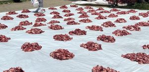 Yüksekova’da 100 yıllık gelenek: 140 kurban kesildi, etler tüm köye eşit dağıtıldı