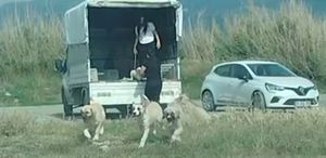 Köpekler Sulak Alana Bırakıldı