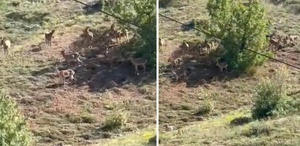Elazığ’da koruma altındaki dağ keçileri sürü halinde görüntülendi