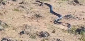 Diyarbakır’da yaklaşık 3 metre uzunluğunda yılan görüntülendi