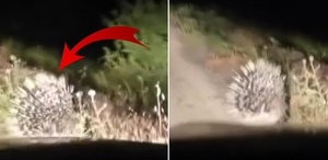 Elazığ’da Nesli Tükenen Oklu Kirpi Görüntülendi