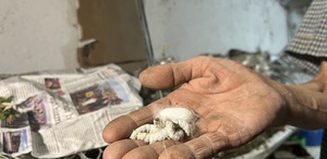 Evinin altında ipek böceği yetiştirerek 40 günde 216 bin TL kazandı