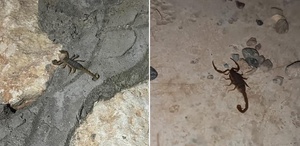 Şehri akrepler bastı Her köşeden çıkıyorlar