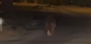 İzmir’de ayı dehşeti Balkonda uyurken canını aldı, bir de 20 metre sürükledi