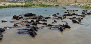 Muş’ta Afrika’yı andıran manzaralar