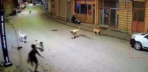 Dehşete düşüren anlar: Sokak köpekleri 10 yaşındaki çocuğu parçalıyordu