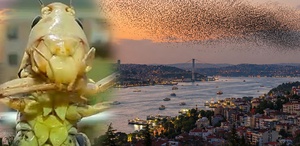 Sürüler halinde Türkiye’ye geliyorlar İstanbul’dan sonra o ili de sardılar