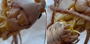 Çekirge istilası mı başladı Bakanlıktan tedirgin eden görüntülerle ilgili açıklama