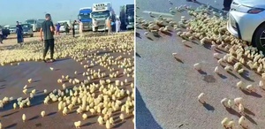 Yürek burkan görüntü Yüzlercesi araçların altında ezilerek can verdi