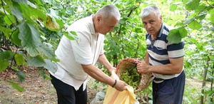 Giresun’da fındık hasadı başladı: Çotanakların yarısı boş