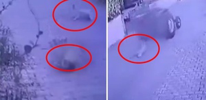 Dikili’de köpeklere ateş açan şüpheli tutuklandı
