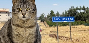 Kedinin ısırdığı çocuk entübe edildi