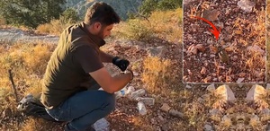 Çinliler Türkiye’deki çekirgelerin peşinde Neden ortaya çıktı