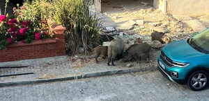 Domuz sürüsü mahalleye indi, vatandaşlar tedirgin oldu