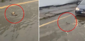 İstanbul’da şaşkına çeviren görüntü: Trafikte karşısına çıkan balığa yol verdi