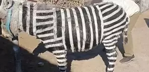 Ziyaretçi çekmek için eşekleri zebra gibi boyadılar